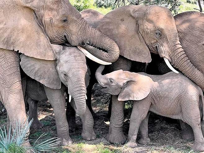 코끼리가 사람처럼 서로 이름을 부른다는 연구 결과가 나왔다. 멀리 떨어져 있는 상대를 부르거나 가족을 교육할 때 더 자주 이름을 부른다는 것이다. 사진은 코끼리 무리. /CSU(캘리포니아 주립대)