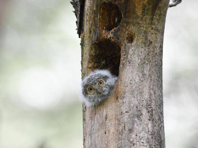 딱따구리 둥지를 사용하고 있는 소쩍새가 둥지 밖을 내다보고 있다. 딱다구리보전회 제공