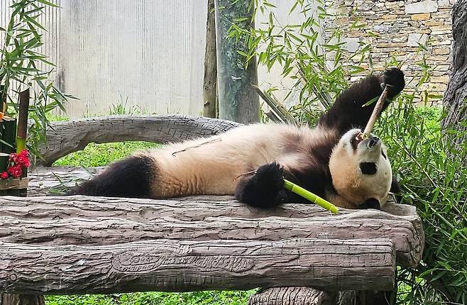 12일(현지시간) 중국 청두 쓰촨 워룽 선수핑 기지에서 자이언트 판다 푸바오가 언론과 일반에 공개되고 있다. (사진=뉴스1)