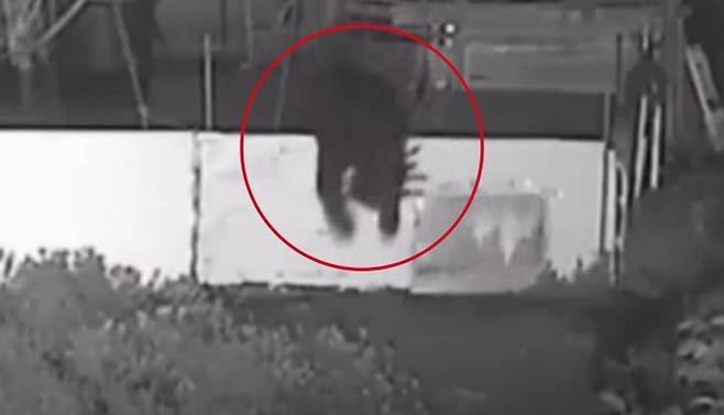 지난해 반달가슴곰 축사 침입 당시 촬영된 폐쇄회로(CC)TV 모습. 폐쇄회로(CC)TV 화면 갈무리