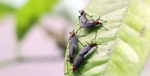 러브버그. 연합뉴스.