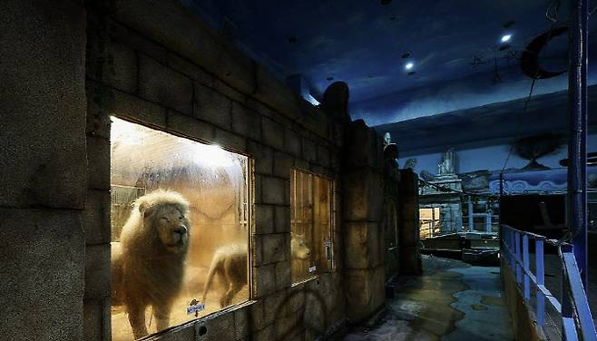 대구 수성구 실내동물원에서 생활하던 백사자(사진=연합뉴스)