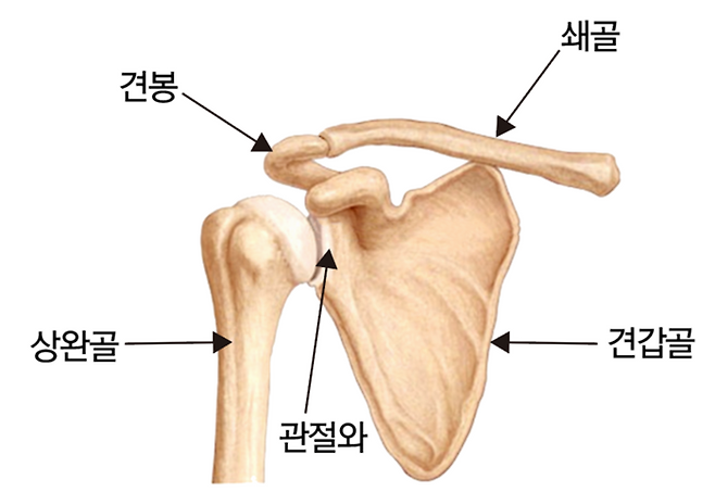 어깨 관절 구조
