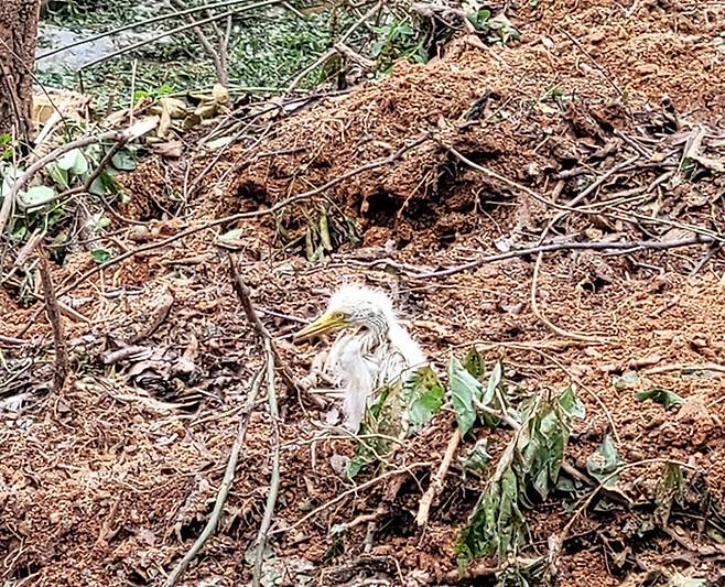 2021년 7월 충북 청주시 송절동 백로서식지 둥지에서 떨어진 백로 새끼. 청주충북환경운동연합 제공