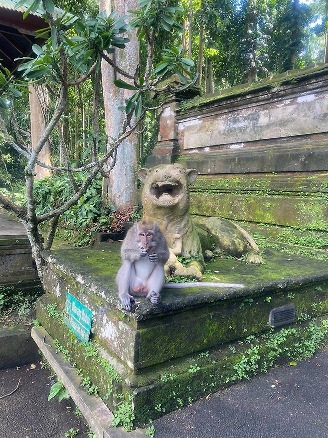 상에 원숭이 숲의 원숭이.