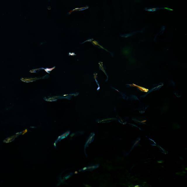 관상용 열대어 '구피' 여러 마리가 18일 경기도의 한 주택가 인근 공원 저수지에 무리 지어 서식하고 있다. 이 무리도 누군가가 기르다 방류한 몇 개체들이 번식을 거듭해 성장했을 것이다.