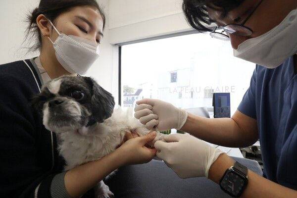 4월 중 출시 예정이던 펫보험 비교·추천서비스가 7월께야 나올 것으로 예상된다 / 뉴스1