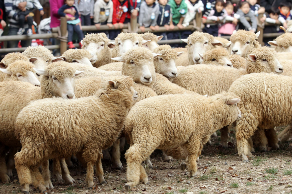 양떼 이미지. 기사와 직접관계 없음. 연합뉴스.