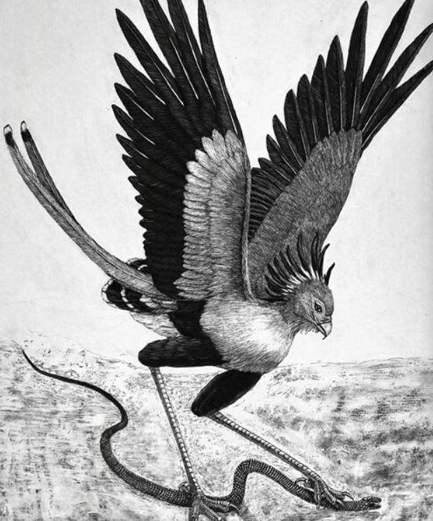 책 '새의 시간: 날아오르고 깨어나는 밤과 낮'에 실린 뱀잡이수리 그림.