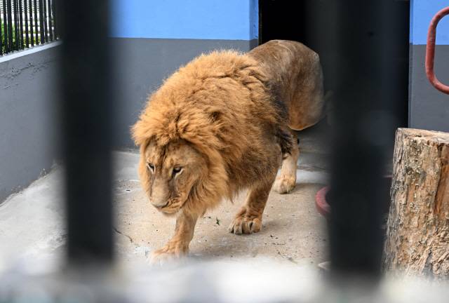 ▲ 4일 춘천 육림랜드에 새로 입주하는 사자가 우리 안으로 들어가고 있다. 김정호