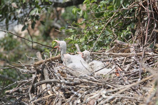 지난 3~4월 인천시 중구 운북동 일대 한 섬에서 발견된 멸종위기종 I급 저어새의 모습. 저어새 새끼들이 둥지에 옹기종기 모여있다.(홍소산 영종환경연합 제공)2024.7.14) /뉴스1