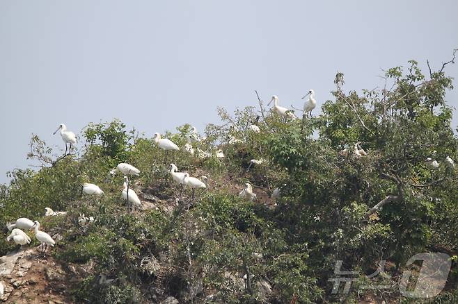 지난 3~4월 인천시 중구 운북동 일대 한 섬에서 발견된 멸종위기종 I급 저어새의 모습. (홍소산 영종환경연합 제공)2024.7.14) /뉴스1