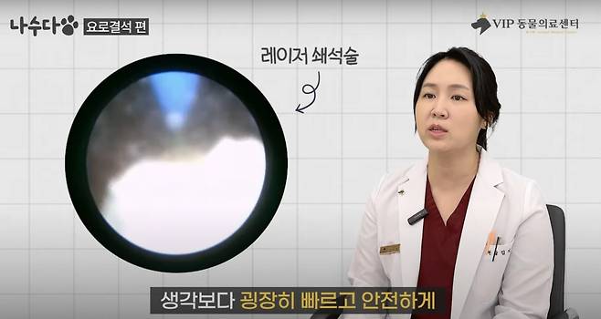 요로결석은 레이저 쇄석술 같은 최소 침습적 방법으로도 치료가 가능하다. (VIP동물의료센터) ⓒ 뉴스1