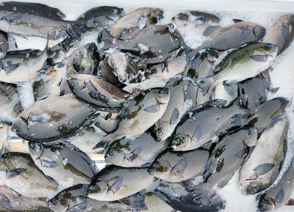 동해남부권 벵에돔 조과.