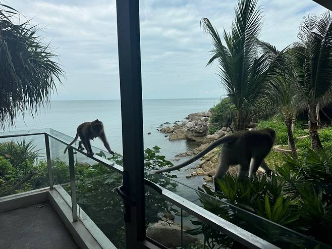 ‘프리미어 빌리지 푸꾸옥’ 입구에 들어서자 곧바로 원숭이가 관광객들을 맞이했다.