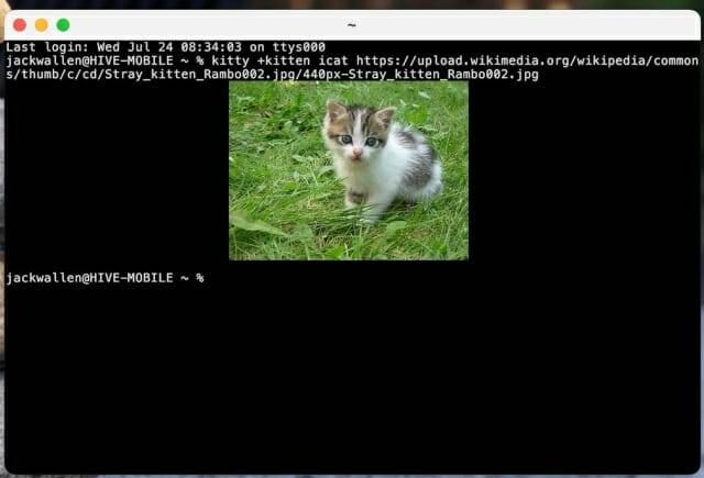 Kitty에서 기능을 확장해 icat kitten으로 고양이 이미지를 불러온 모습.