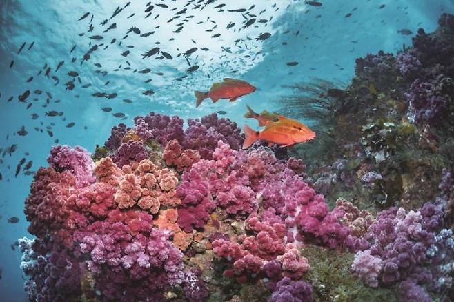 국립해양생물자원관 제공