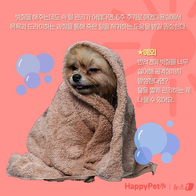 강아지 곰돌이컷 미용, 주의해야 하는 이유 ⓒ News1 양혜림 디자이너