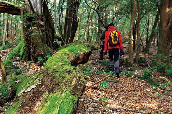 이끼가 많은 신례천생태탐방로. 제주 숲의 아름다움을 제대로 만끽할 수 있다.