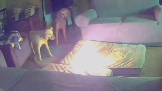 반려견이 물어뜯은 휴대전화 배터리에서 발생한 화재 현장을 담은 CCTV 화면. 털사 소방국 페이스북 캡처.