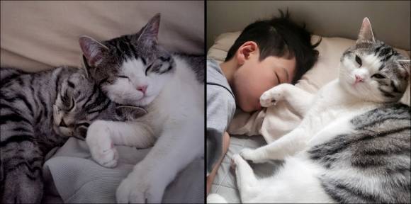 세계 고양이의 날 만큼은 곁의 모든 고양이에 대한 관심과 애정을 조금 더 가져 보면 좋겠다.