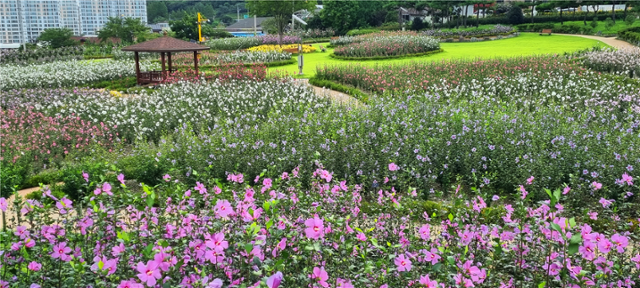 장성의 무궁화공원 ⓒ김득환