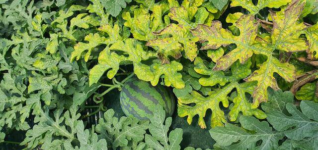 수박 등 박과 작물이 황화 바이러스에 감염되면 잎이 노래지며 괴사 등의 증상이 나타난다. 농진청.