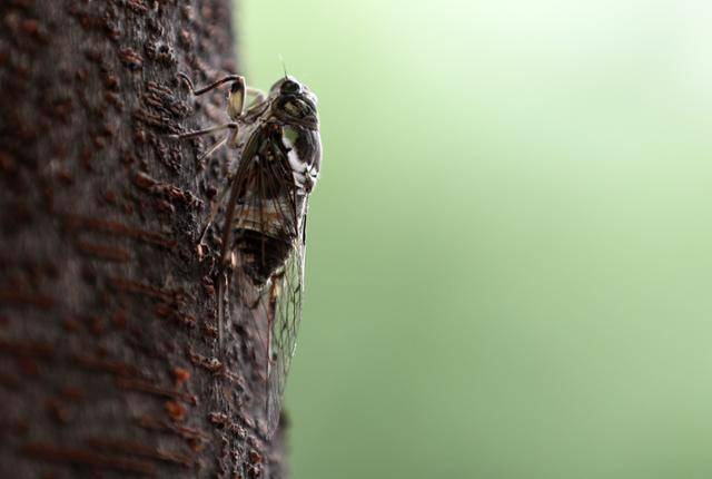 서울 종로구 내수동의 가로수에서 울고 있는 참매미. 연합뉴스