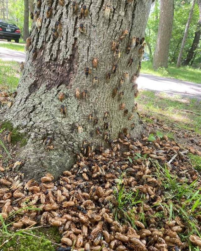 미국 아이오와주의 한 나무 밑에 매미의 유충이 우화하고 남은 껍데기가 쌓여 있다. 올해 미국에선 221년 만에 13년 주기 매미와 17년 주기 매미가 한꺼번에 나타났다. KCRG TV 뉴스9 페이스북 캡처