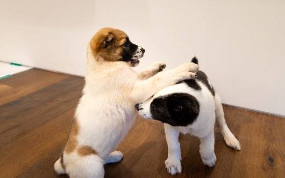 투르크메니스탄 국견 알라바이가 지난 6월 19일 서울 한남동 대통령 관저에 도착해 서로 장난을 치는 모습. 뉴스1