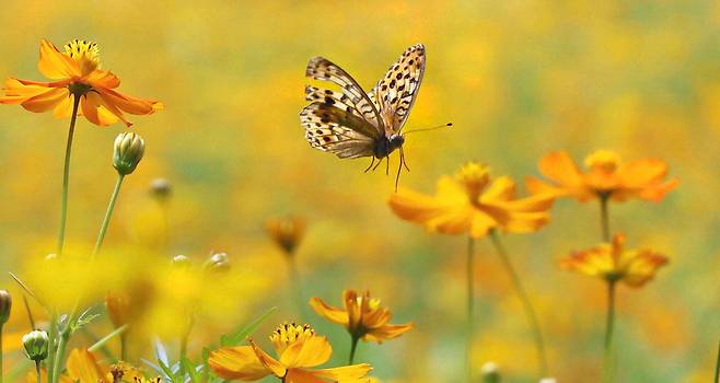 절기상 처서를 지난 가운데 한낮의 더위가 계속되지만 가을의 꽃 황화 코스모스가 서울 서초구 양재천에 피어 있습니다. 나비 한 마리가 새로운 계절을 맞아 꽃향기에 취한 듯 부지런히 꿀을 먹기 위해 날갯짓을 하고 있습니다. 김호영 기자