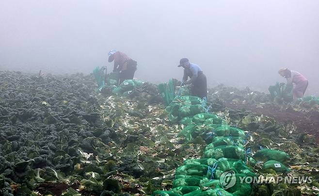 비가 와도 멈출 수 없는 배추 출하 작업 (강릉=연합뉴스) 유형재 기자 = 27일 국내 최대의 고랭지 배추 재배단지인 강원 강릉시 왕산면 대기리 안반데기에서 안개 끼고 비가 내리는 가운데 배추 출하 작업이 한창이다. 2024.8.27 yoo21@yna.co.kr