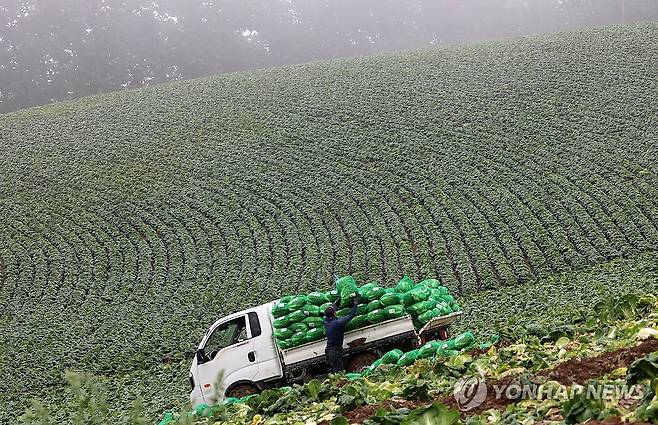 배춧값 고공행진 속 고랭지 배추 출하 본격 (강릉=연합뉴스) 유형재 기자 = 27일 국내 최대의 고랭지 배추 재배단지인 강원 강릉시 왕산면 대기리 안반데기에서 안개 끼고 비가 내리는 가운데 배추 출하 작업이 한창이다. 2024.8.27 yoo21@yna.co.kr