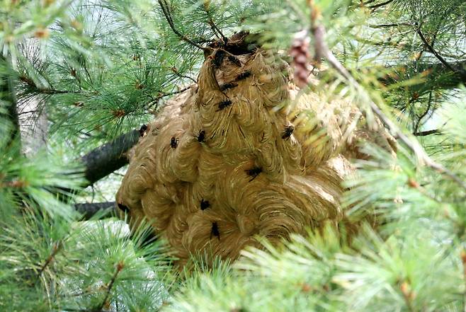 지난 23일 대전 대덕구 송촌동 한 아파트 인근 나무에 붙어 있는 말벌집. /신현종 기자