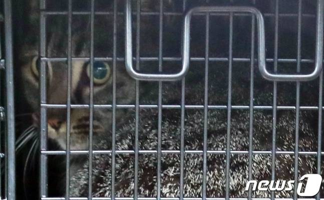 천연기념물 뿔쇠오리 개체수를 줄이는 주범으로 지목돼 포획된 마라도 고양이./사진=뉴스1