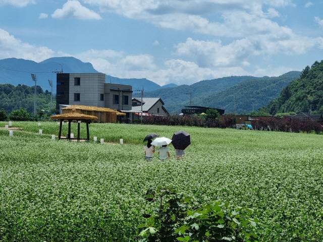 ▲ 봉평면 축제장의 메밀꽃이 피어나 순백의 전경을 선보이고 있다.
