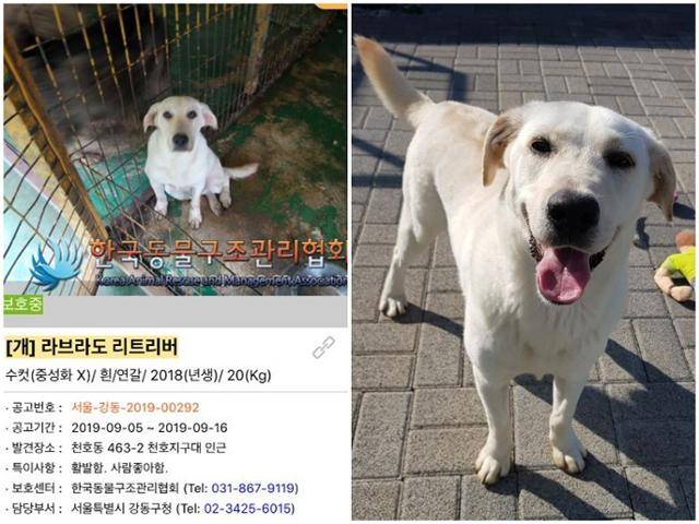 구조 당시 APMS에 올라온 공고(왼쪽)와 구조 이후 웃는 모습의 밤이. 동물과함께행복한세상 제공