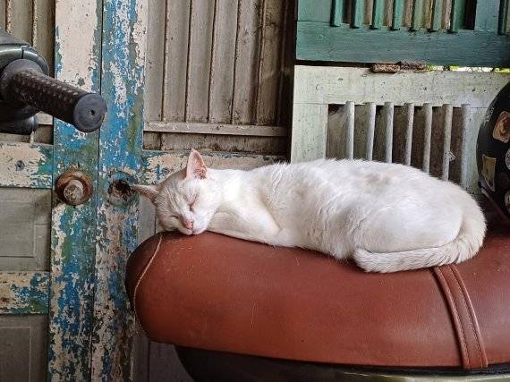 미스트 카페에서 만난 고양이.