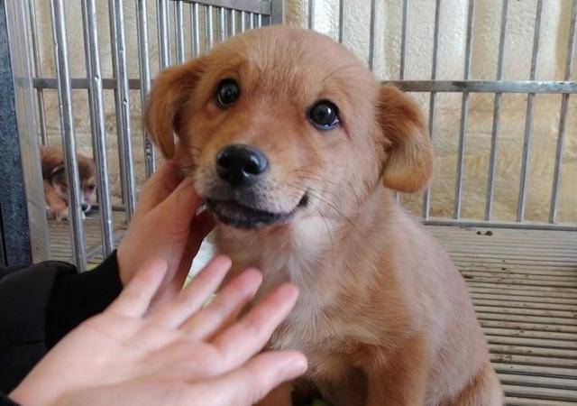 경북 상주시 동물보호센터 내 유기견의 모습. 상주시 동물보호센터 제공