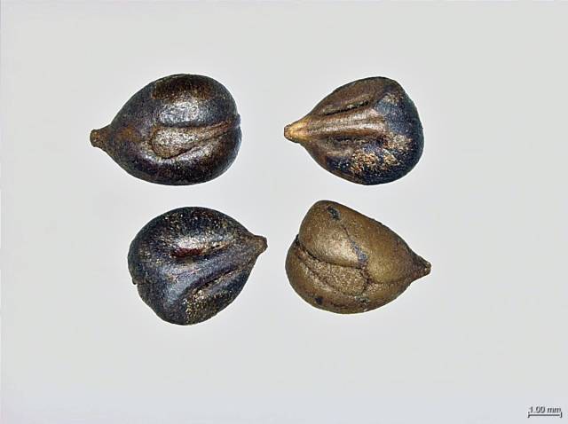 왕머루 종자. 사진 제공=한국수목원정원관리원