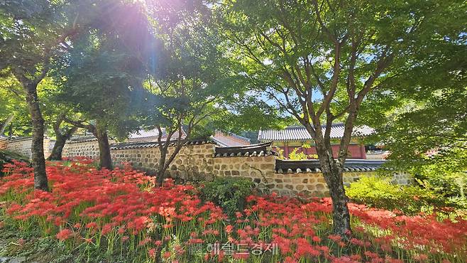 상사화 가득한 대흥사