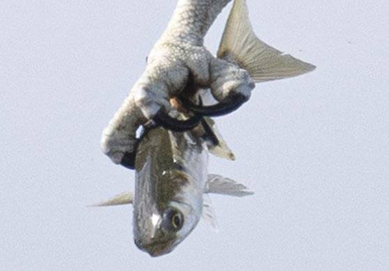 멸종위기종인 새매, 새호리기 등 맹금류의 사냥 활동이 울산의 식수원인 회야강에서 잇따라 관찰됐다. 긴 발톱을 날카롭게 세워 강 위를 스치듯 날아다니며 숭어 같은 물고기를 낚아채 하늘로 비상하는 모습이 장관을 이뤘다. 사진 울산 새 통신원 최호준씨, 울산시.