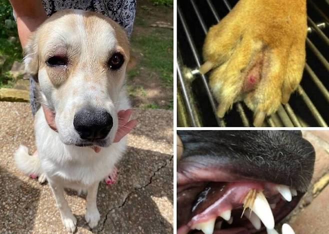 미국에서는 뚝새풀(폭스테일)이 반려견의 체내에 들어가 문제를 일으킨 사례들이 보고된다. 온라인 갈무리