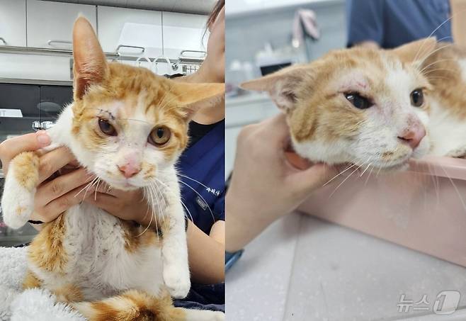 안구 적출 대신 원 상태로 돌리는 수술을 받고 회복한 길고양이(월드펫동물메디컬센터 제공) ⓒ 뉴스1