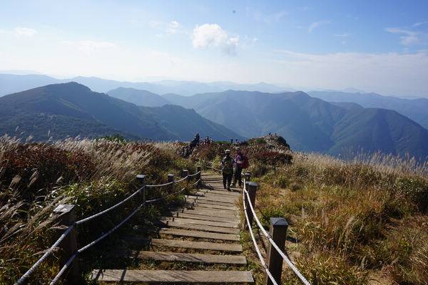 경남 밀양시와 울산 울주군을 경계 짓는 천황산과 재약산은 밀양 남명리에서 출발하는 영남알프스얼음골케이블카를 타면 편하게 억새 산행을 즐길 수 있다. 천황산 정상에서 천황재를 향해 억새가 춤추는 산길을 내려가면 등산객 앞으로 재약산과 향로산 등이 펼쳐진다.