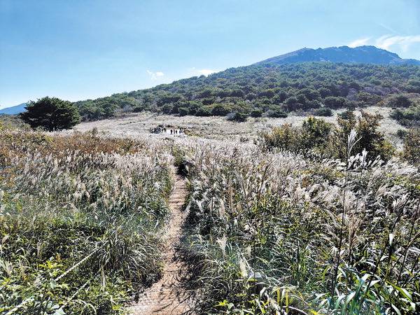 천황산과 재약산 사이 천황재의 활짝 핀 억새.