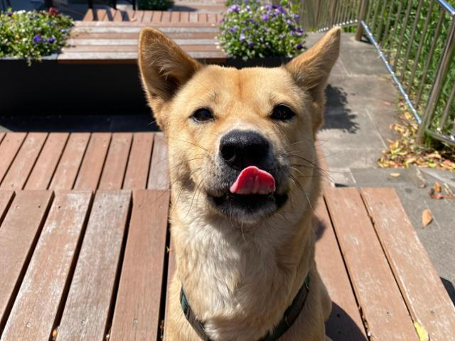 사람을 좋아하고 다른 개 친구들과도 잘 지내는 달리가 입양을 기다리고 있다. 정우열 작가 제공