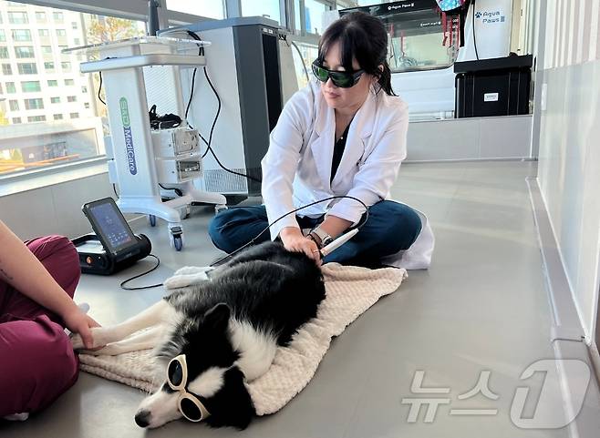 레이저치료를 받는 강아지(동물병원 제공) ⓒ 뉴스1