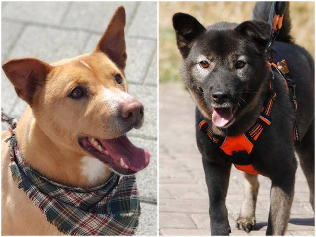 덩치 있다고, 믹스견이라고 입양 순위에서 밀리는 완두(왼쪽)와 보리. 유순한 성격에 사람을 좋아한다. 팅커벨프로젝트 제공
