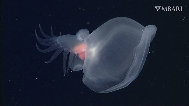 미국 몬테레이만 수족관 연구소의 무인잠수정은 심해에서 투명한 갯민숭달팽이인 바티데비우스 카누닥틸러스(Bathydevius caudactylus)가 손가락 같은꼬리로 헤엄치는 모습을 처음 관찰했다./MBARI